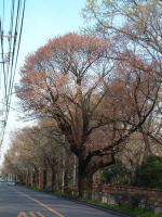 03-04-07樹木No.166