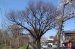 03-04-06樹木No.311