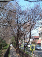 03-04-06樹木No.347