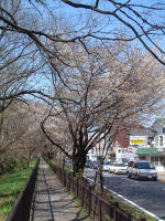 03-04-06樹木No.365