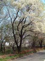 01-04-06樹木No.653