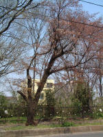 01-04-06樹木No.729