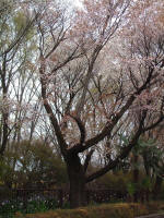 03-04-09樹木No.853