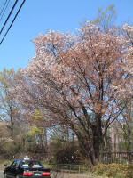 02-04-01樹木No.910