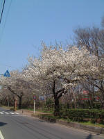 01-04-06樹木No.941