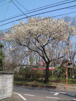 01-04-06樹木No.942