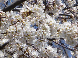 No.978܂YȂ̂Ŋg債Č܂3/21Be