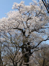No.119満開3/22石田氏撮影