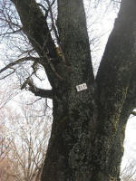 No.311標準木遅咲きヤマザクラ幹 貫禄ありますね