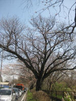 No.311いち早く美しさを見せています。3/22撮影