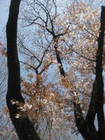 No.853炫n߂܂3/22Be