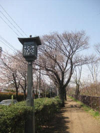 関野橋から見る桜並木通り3/22撮影