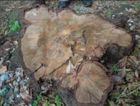 2012N10No.939̐؂芔@₵I