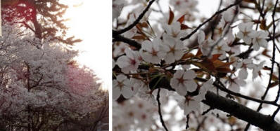 No.271-1JԒ葁炫s3/26Be