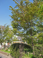 k㗢AN02tA傫炿܂4/11Be