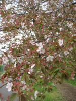 No.666x炫Ō܂Ŋy܂ĂĂ܂4/9Be