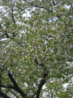 No.859RԂ炢Ă܂4/9Be