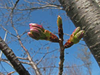 3/31kNo.2Q̐[FÂJԂ܂